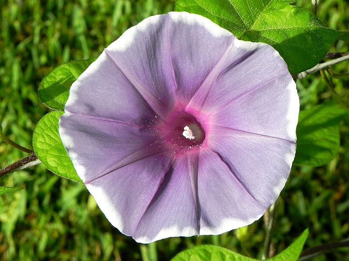 DSCN5336