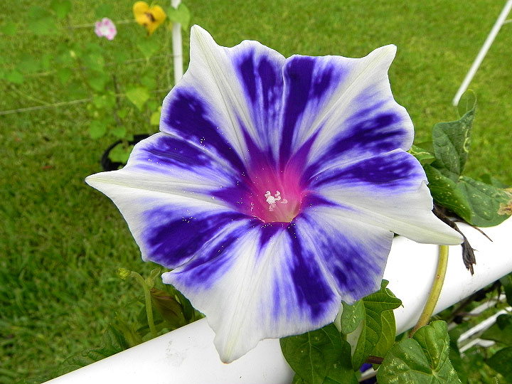 DSCN5384