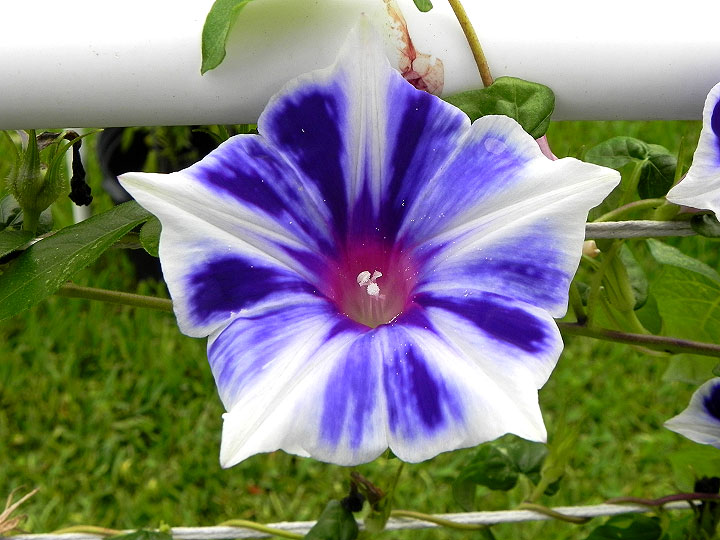 DSCN5386