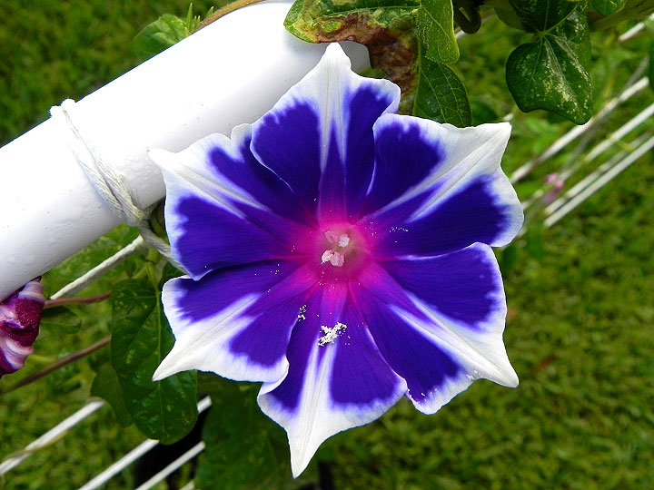 DSCN5412