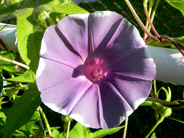 DSCN5454