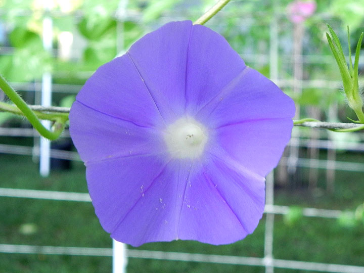 DSCN5487