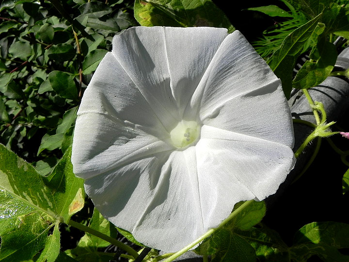 DSCN5519