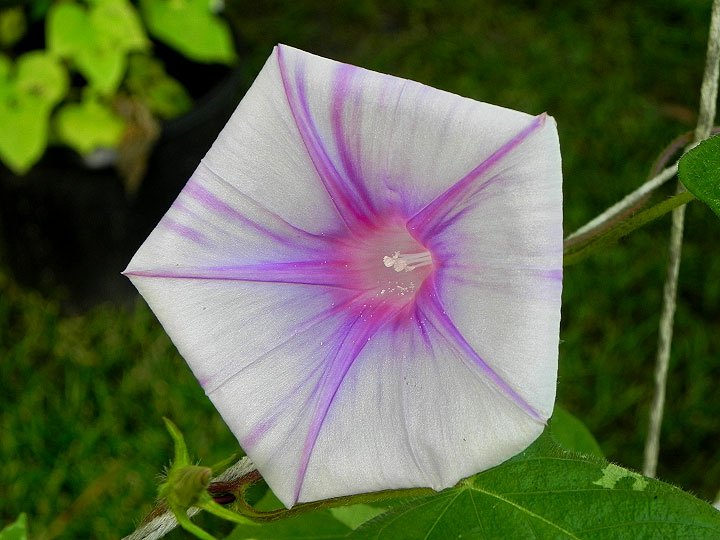 DSCN5546