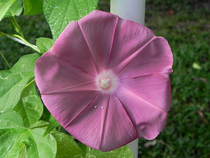 DSCN5549