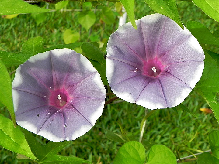 DSCN5572