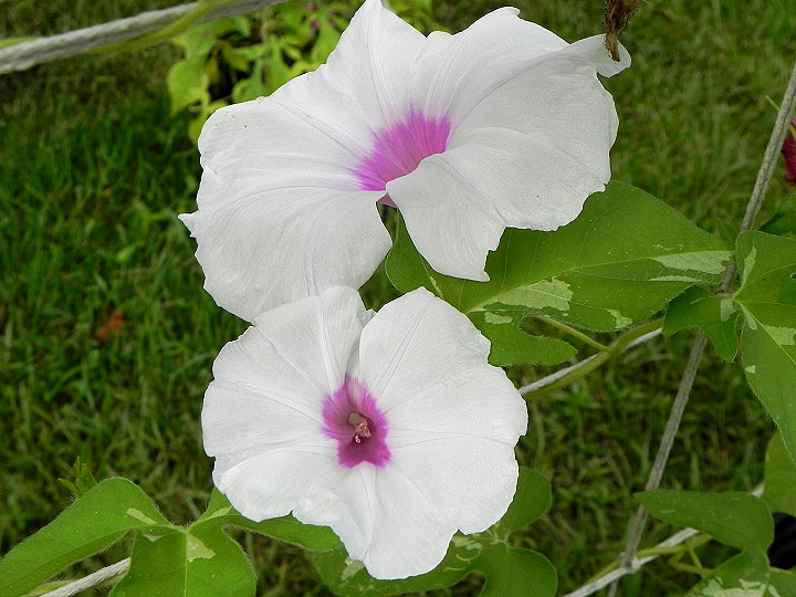 DSCN5605