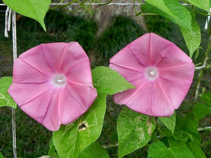 DSCN5612