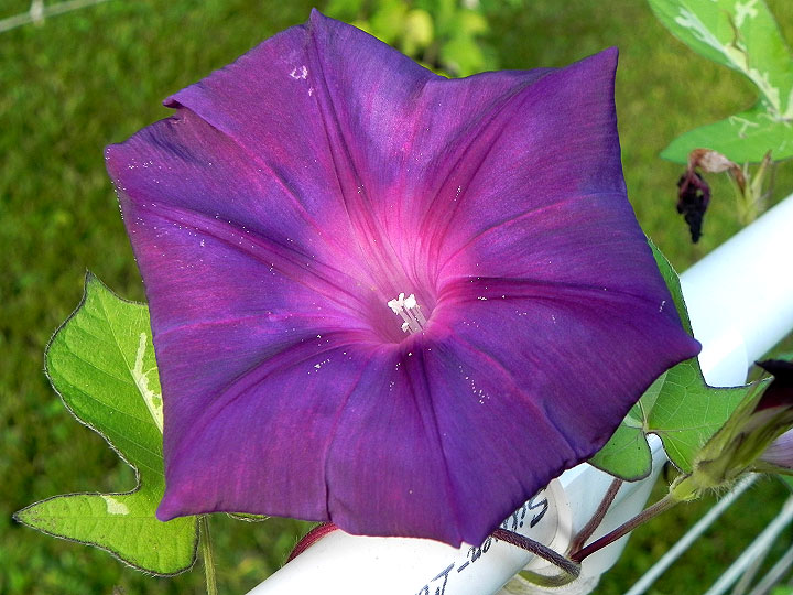 DSCN5647