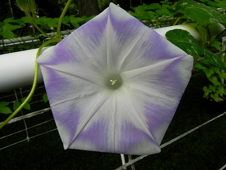 DSCN5667