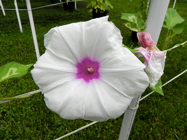 DSCN5723