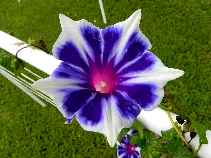 DSCN5750