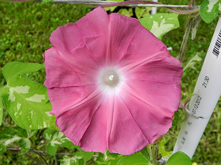 DSCN5770