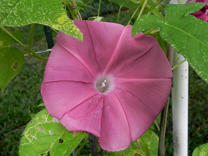 DSCN5791