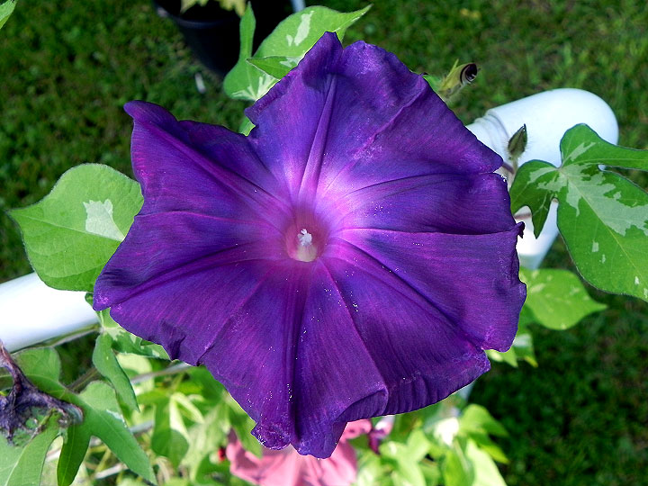 DSCN5875