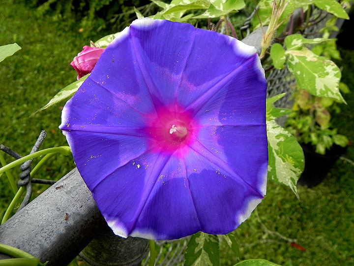 DSCN5927