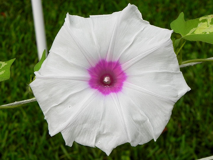 DSCN5957