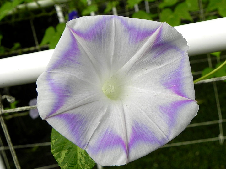 DSCN5964