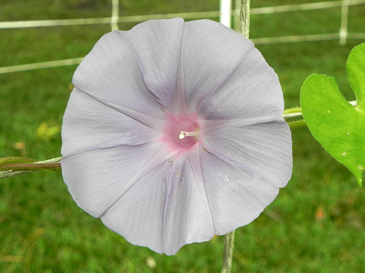 DSCN5965