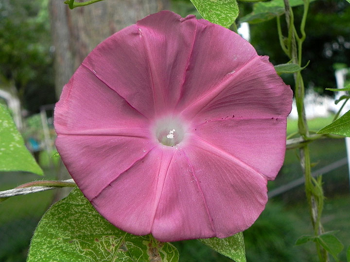 DSCN5968