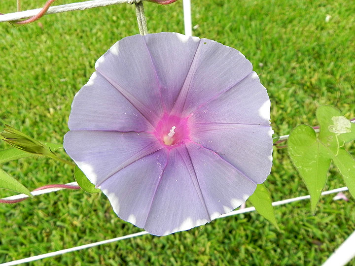 DSCN5975