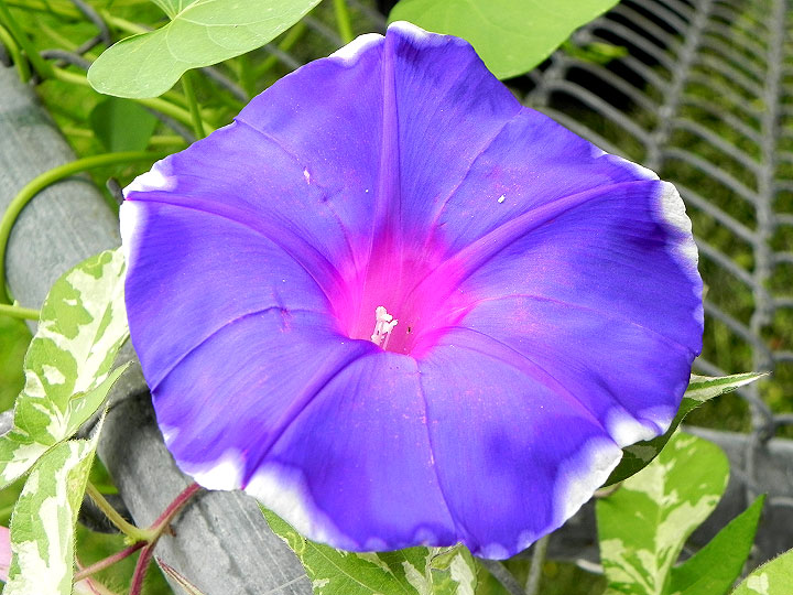 DSCN5987