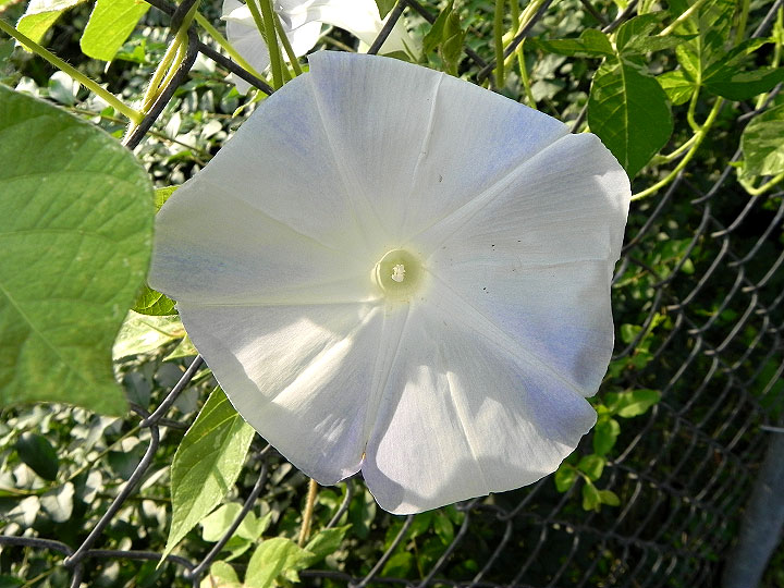 DSCN6067