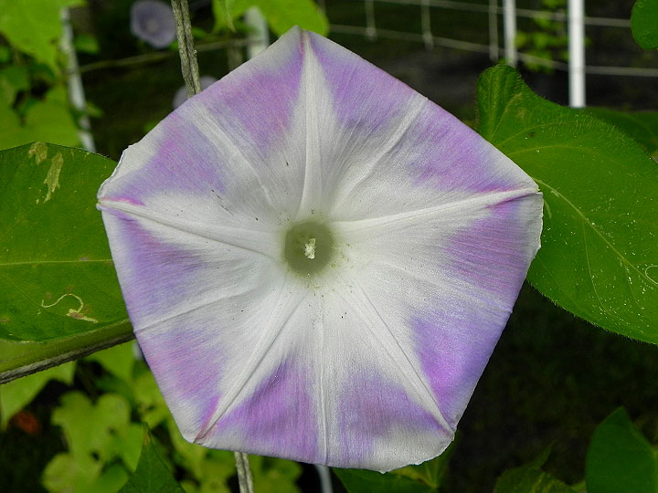 DSCN6099