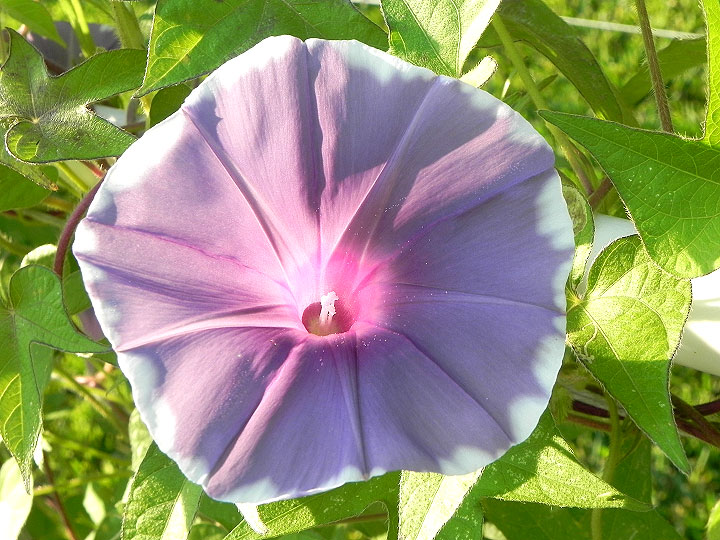 DSCN6138