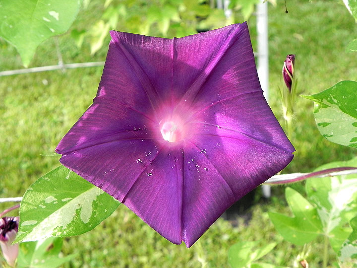 DSCN6236