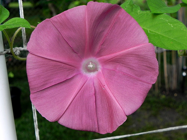 DSCN6263