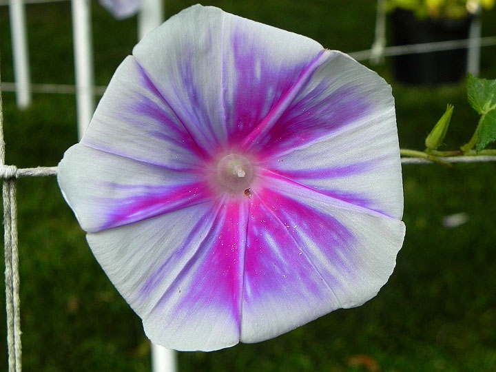 DSCN6504