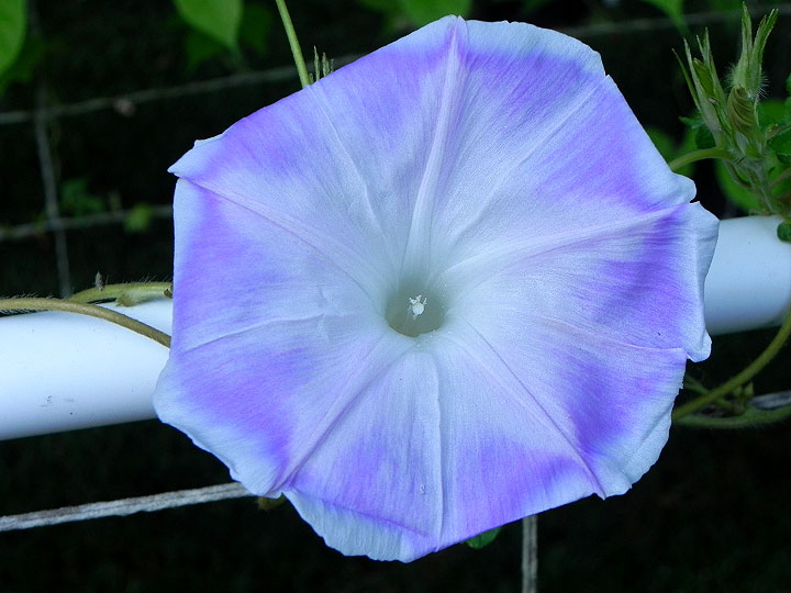 DSCN6505