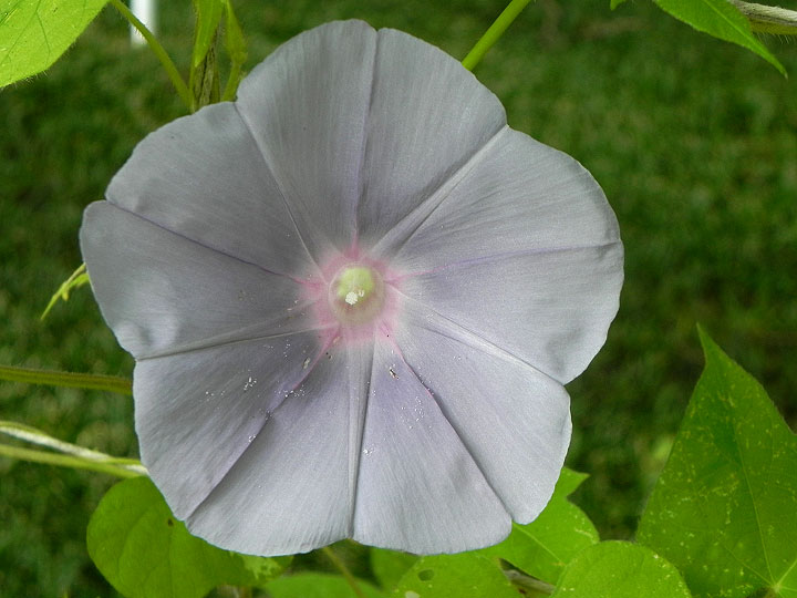 DSCN6506