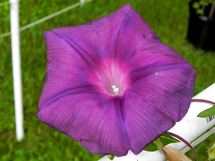 DSCN6540