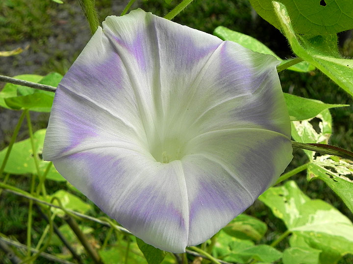 DSCN6559