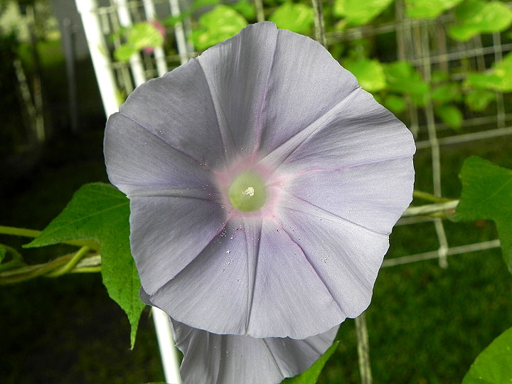 DSCN6560