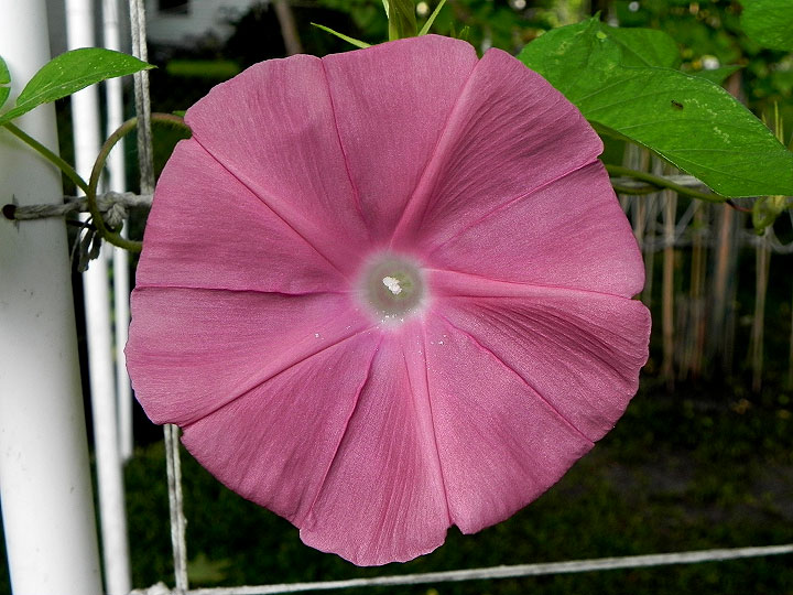 DSCN6562
