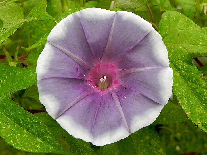 DSCN6585