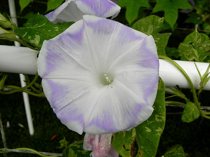 DSCN6625