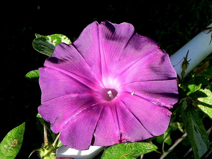 DSCN6664