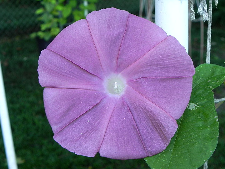 DSCN6685