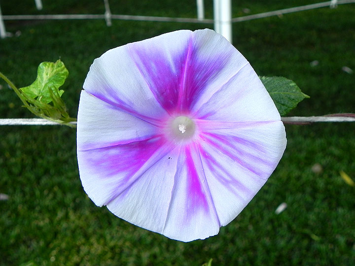DSCN6745