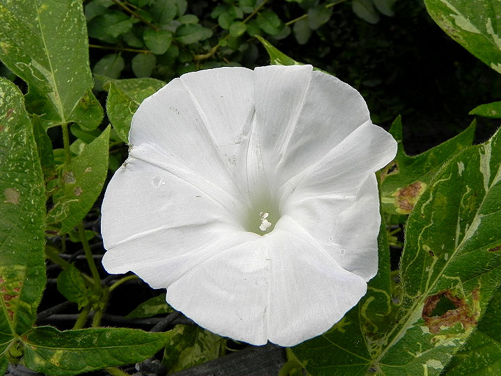 DSCN6786