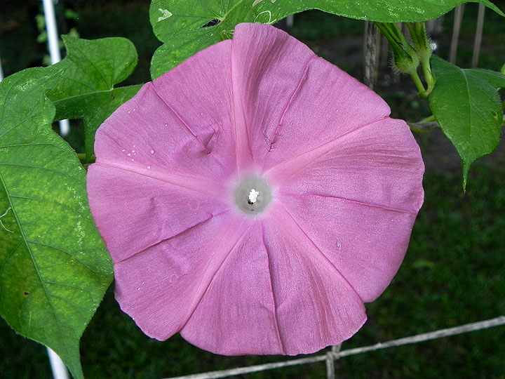 DSCN6817