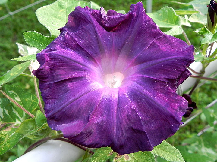 DSCN6908