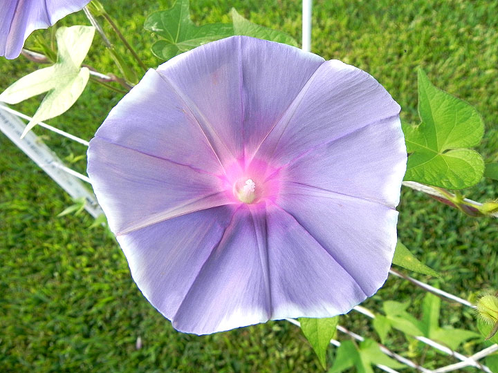 DSCN6941