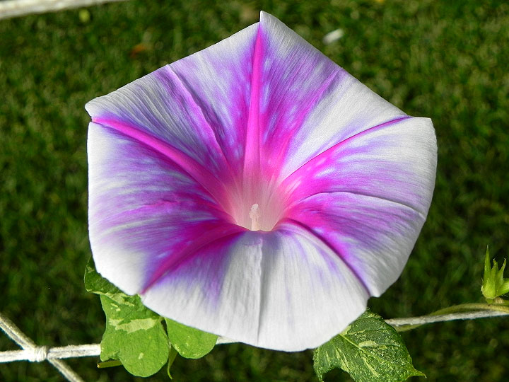 DSCN6976