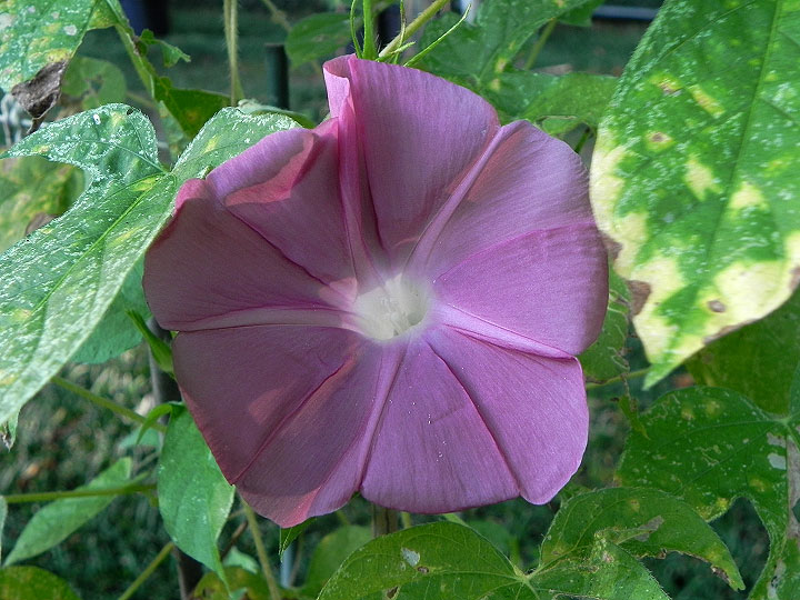 DSCN7042