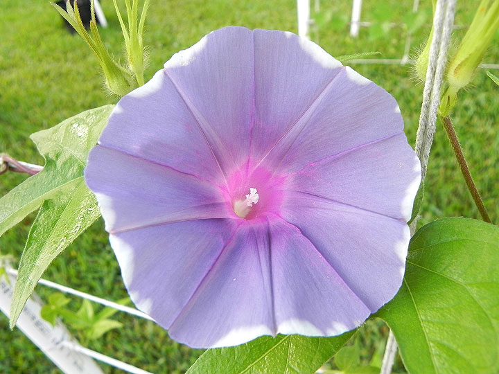 DSCN7050